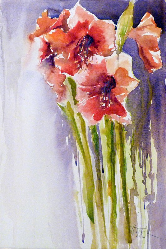 Amaryllis